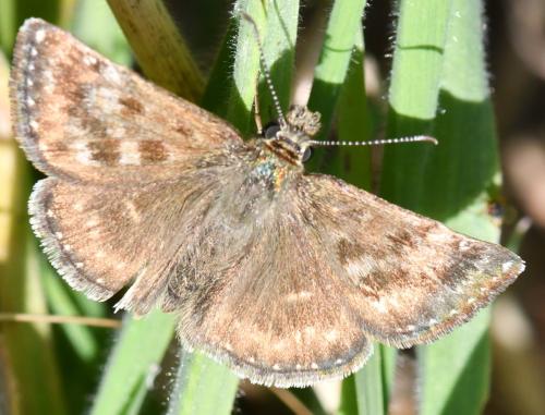 Réf. 306 629 : Erynnis tages